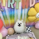 놀러오개 애견유치원 애견호텔 전주점 이미지