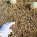 펫로스 케어 이미지