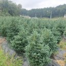 화백농장 이미지