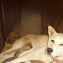 산우 농장 이미지