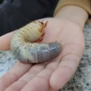 숲깨비
