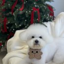 단풍이네 그루밍샵 이미지