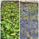 날씨누리 예보입니다 ❤️ 이미지