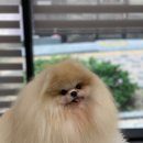 애견백화점 이미지