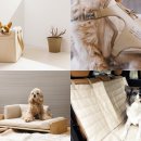 PET.꾸밈 이미지