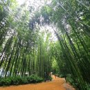 담양관광정보센터 | 담양 여행 여름 가족여행 죽녹원, 필수준비물, 입장료, 담양관광정보센터