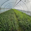 도암농장 이미지