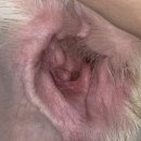 스킨앤이어동물병원 이미지