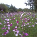 난지천공원 이미지