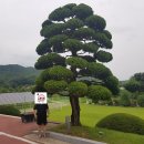 판매] 가이즈까향나무 48년생-(故 박정희대통령 기념식수.외 9그루) 및 총 62그루 파는곳 사는곳 이미지