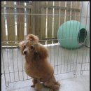 복슬 강아지미용실 이미지