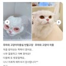 무마취 고양이 미용실 반할고양 | 김포 고양이 미용실 반할 고양[6살 페르시안 나나의 첫 방문 ]