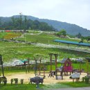 상영목장 이미지