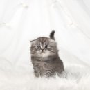 천안 고양이분양 도로시펫 이미지