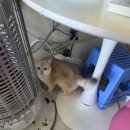 골든캣 골드브숏 골드먼치킨 평택전문점 | 평택고양이분양 가정묘를 데려와야 하는 이유