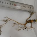 삼구사구 이미지