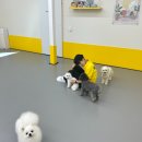 옐레드 애견유치원 & 애견호텔 진주초전점 이미지