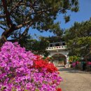 4월25일(금)보타사, 고대 철쭉, 박물관, 세종대왕기념관 여행공지 이미지