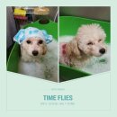 오드리 애견미용실 이미지