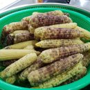 임경순농장 이미지