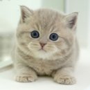 미유펫