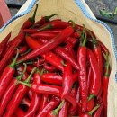 빨간고추 이미지