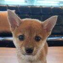 티제이 펫 이미지