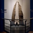 고래 | 울산 장생포 고래박물관 후기 방학에 아이와 가기 좋은 실내 전시