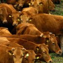 서해목장 이미지