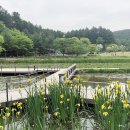 곰배령·곶자왈·이끼계곡…신비로운 원시림으로 '언택트 여행' 이미지