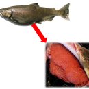 기초 어류학(魚類學).(5) 이미지