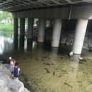 종로-숭인-종로-숭-383 | 네모난 수족관: 청계점 영등포점 방문 후기 +8일차