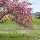 웅동마을 | 웅동수원지 벚꽃 2026 개방기간 입장료 셔틀버스 총정리 (진해 벚꽃 숨은 명소)