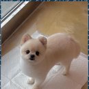 우리펫살롱 네이버블로그