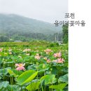 울미연꽃마을 | 포천 울미연꽃마을 양주/ 동두천 근처 연꽃구경 가볼만한곳