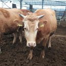 야곱농장 이미지