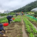 청룡텃밭 이미지