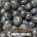 번창농장 | 물로 씻어 바로 먹는 국내산 생블루베리 내돈내산 주문후기 채향원