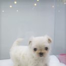 오케이독 이미지