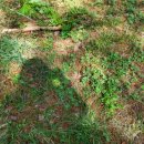 장풍숲위 이미지