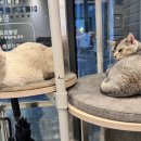 이룸외과동물병원 이미지