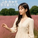 고창 청농원 핑크뮬리 축제 언제 제일 예쁠까? 개화시기 입장료 총정리 이미지