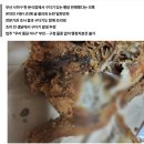 부산 &#39;구더기 통닭&#39; 논란…&#34;구더기 발생한 채 조리됐다&#34; 결론 이미지