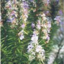 로즈마리 이미지