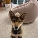 마음편한동물약국 이미지