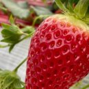 길만농장 이미지