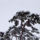 지천솔밭 이미지