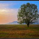 나무한그루 이미지