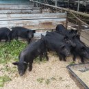 정은축산 이미지