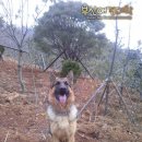 저먼 세퍼드 도그 German Shepherd Dog 콜라 입니닷. 이미지